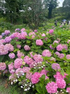 梅林の奥にはこんな映えスポットが！