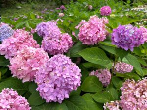 満開のピークを過ぎた6月でもまだまだ良い感じ